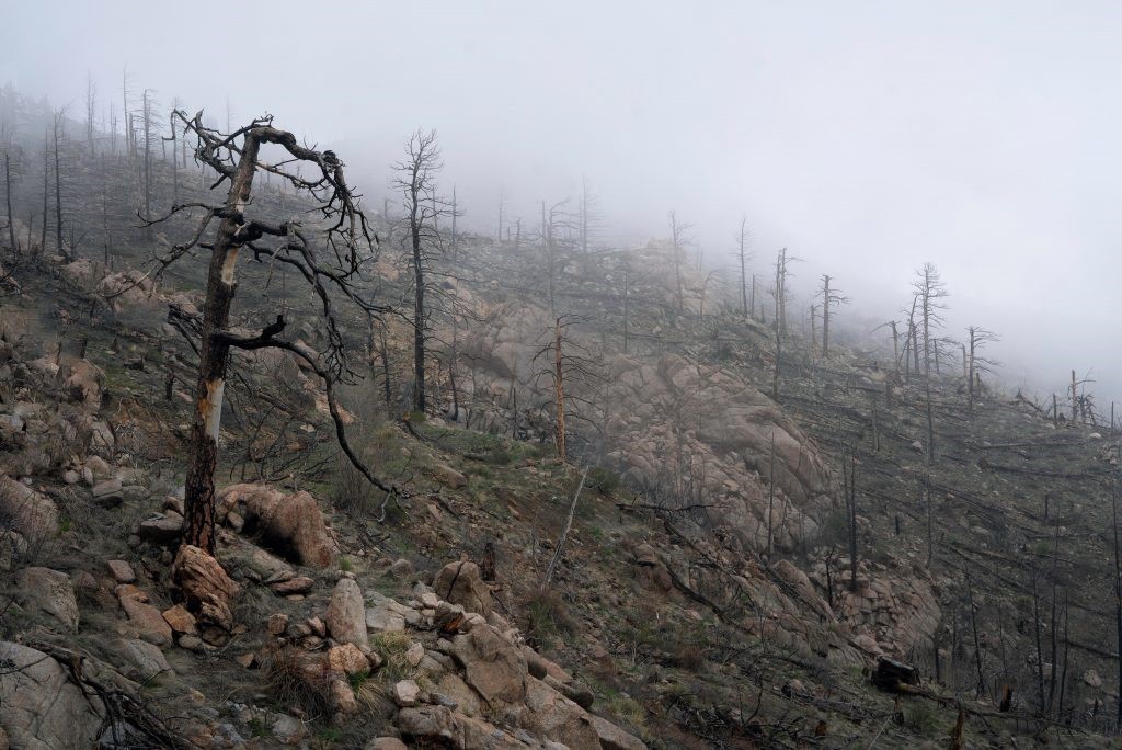 Ladera de monte quemada con troncos calcinados entre la niebla
